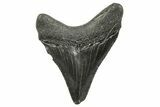 Serrated, Juvenile Megalodon Tooth - South Carolina #375966-1